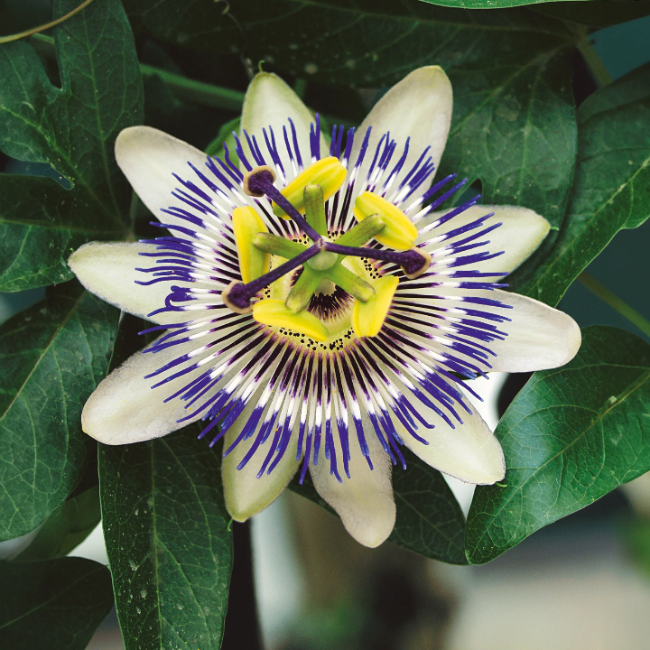 Flowering Vine Passion Seeds
