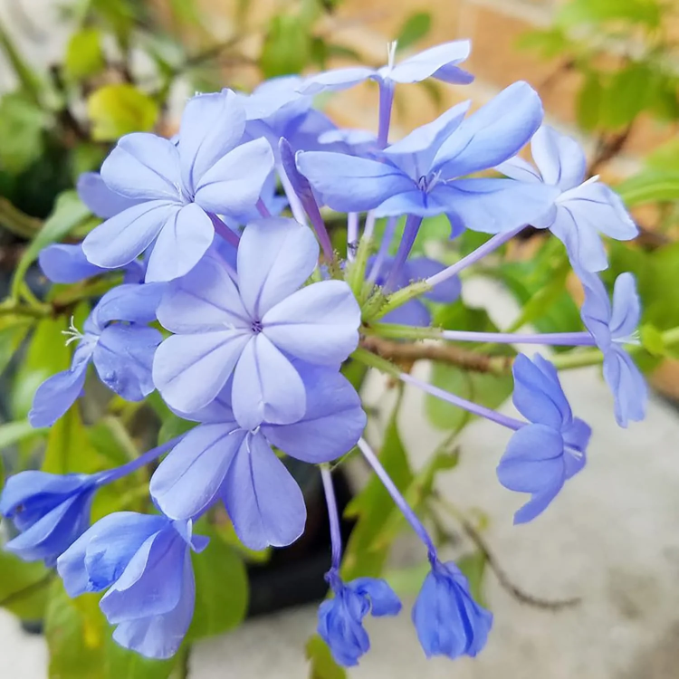 Blue Plumbago Seeds