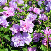 Mixed Colors Rose of Sharon Seeds