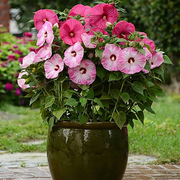 Dinner Seeds, Hibiscus moscheutos