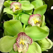 Green Cymbidium Orchid Seeds