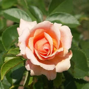 Peach Rosa spp. Seeds