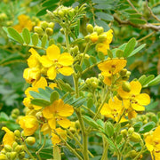 Egyptian Senna Alexandrina Seeds