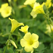 Wood Sorrel Oxalis Seeds