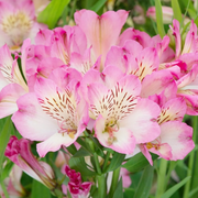Pink Alstroemeria Seeds, Pink