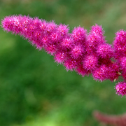 Hardy Pink Spiraea Douglasii Seeds