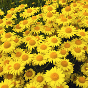 Golden Marguerite Seeds