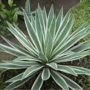 Angustifolia Green Agave Seeds, Herbal