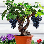 Japanese Miniature Grape Seeds