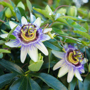 Mixed Passion Passiflora Seeds