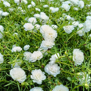 Moss-Rose Purslane Seeds