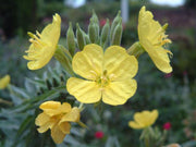 Lamarckiana Evening Primrose Seeds