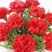 Scarlet Carnation Seeds