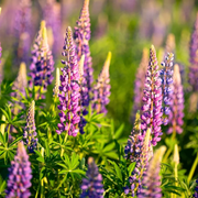 Mixed Colors Lupine Seeds