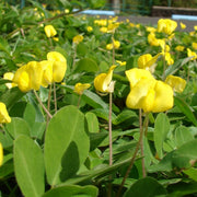 Pinto Peanut Seeds