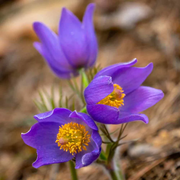 Violet Anemone Seeds