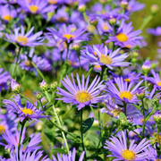 Hardy New England Aster Seeds