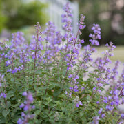 Aromatic Perennial Catmint Seeds