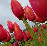 Tulip Seeds