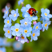Classic Blue Forget-Me-Not Seeds