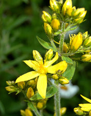 Hairy St. John's Wort Seeds