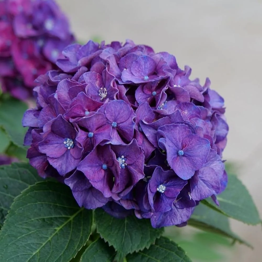 Dark Purple Hydrangea Seeds