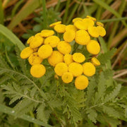 Tansy Seeds - For Home Gardens Seeds