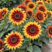 Sunflower Indian Blanket Seeds