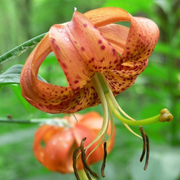Orange Turk's Cap Lily Seeds