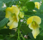 Impatiens Scabrida Seeds