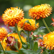 Strawflower Seeds, Orange Double