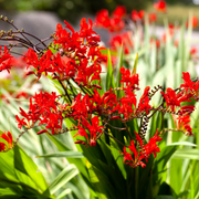 Lucifer Crocosmia Seeds