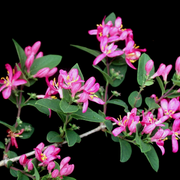 Tatarian Honeysuckle Seeds