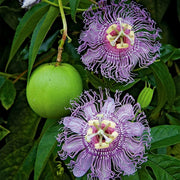 Purple Passionflower Seeds