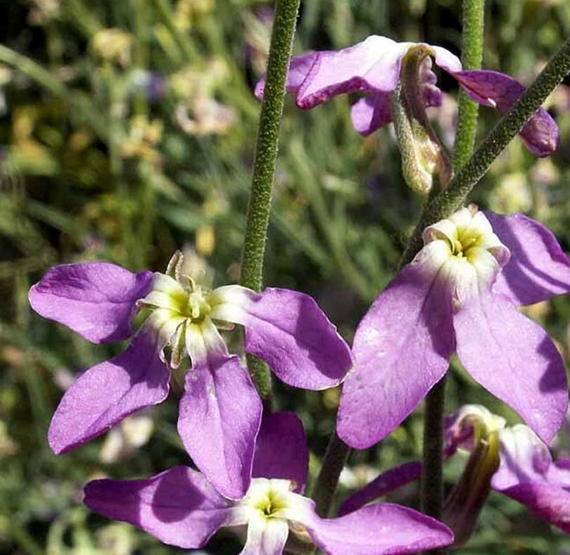Evening Scented Stock Seeds
