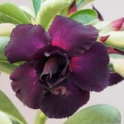 Rare Purple Black Desert Rose Seeds