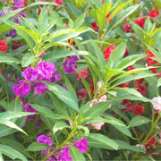 Balsam Impatiens Seeds