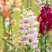 Appleblossom Snapdragon Seeds