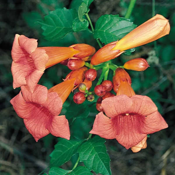 Climbing Scarlet Trumpet Vine Seeds