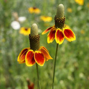 Mexican Hat Seeds