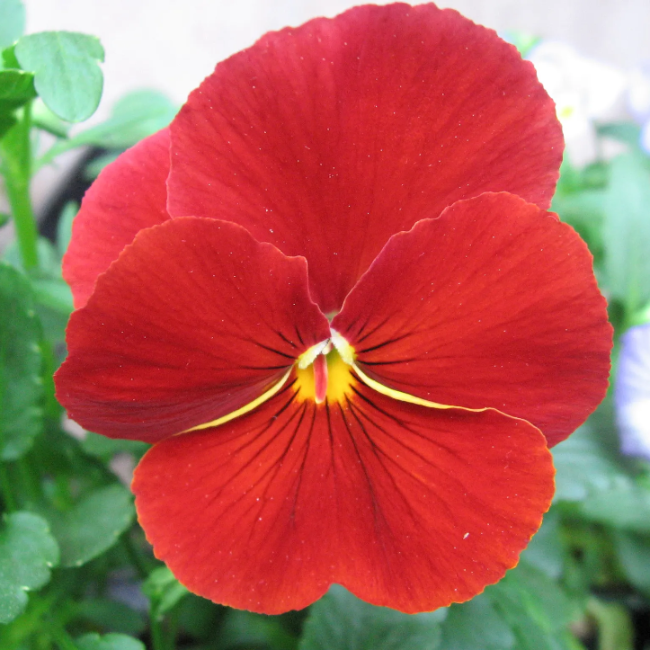 Red Pansy Seeds