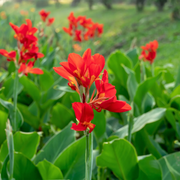 Red Canna Lily Seeds