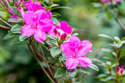 Evergreen Shrub Japanese Azalea Seeds