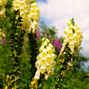 Perennial Yellow Foxglove Seeds