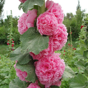 Carnival Pink Hollyhock Seeds