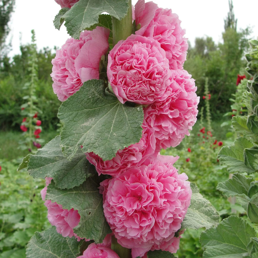 Carnival Pink Hollyhock Seeds