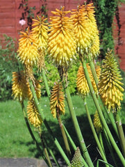 Bright Yellow Hot Poker Seeds