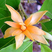 Champaca Magnolia Seeds