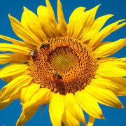 Dwarf Grey Stripe Sunflower Seeds