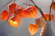 Chinese Lantern Lantern Seeds